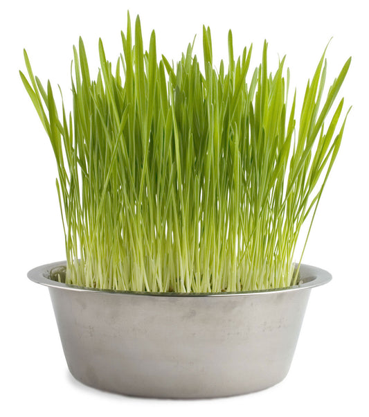 Pet Bowl Cat Grass